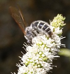 Colpa quinquecincta