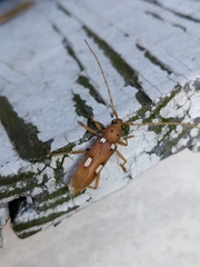 Eburia quadrigeminata