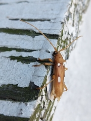 Eburia quadrigeminata