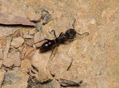 Ectomomyrmex javanus