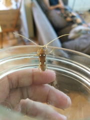 Eburia quadrigeminata