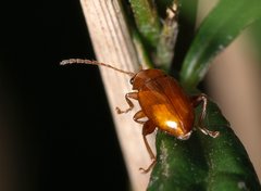 Neocrepidodera transversa