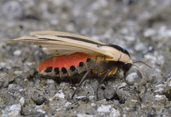 Creatonotos gangis-interrupta agg