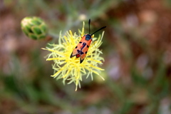 Zygaena laeta