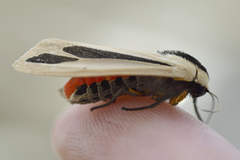 Creatonotos gangis-interrupta agg