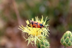 Zygaena laeta