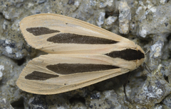 Creatonotos gangis-interrupta agg