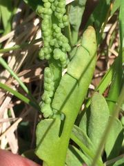 Botrychium tenebrosum