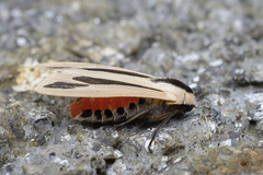 Creatonotos gangis-interrupta agg