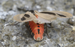 Creatonotos gangis-interrupta agg