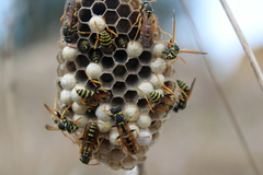 Polistes mongolicus