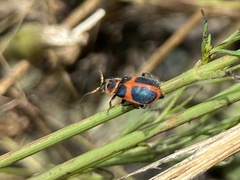 Collops balteatus