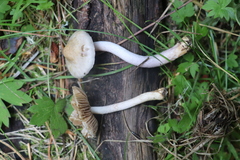 Inocybe sindonia