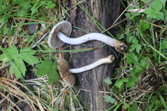 Inocybe sindonia