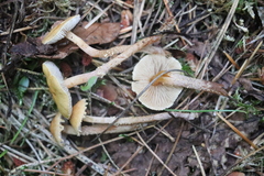 Cystoderma jasonis