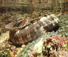 Istiblennius dussumieri