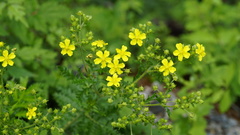 Potentilla chinensis