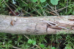 Deconica crobula