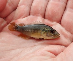 Pseudocrenilabrus philander