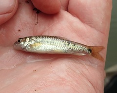 Labeobarbus natalensis