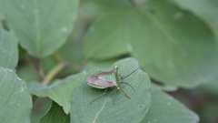 Acrocorisellus serraticollis