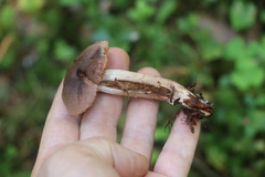 Cortinarius ectypus