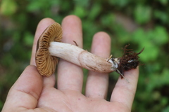 Cortinarius ectypus