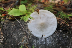 Pluteus plautus