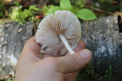 Pluteus plautus