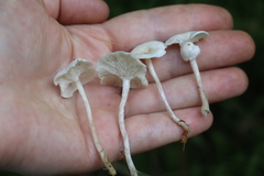 Leucocybe candicans
