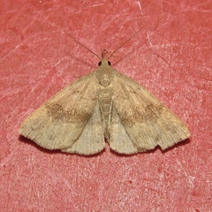 Phalaenostola eumelusalis