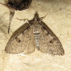 Palpita aenescentalis