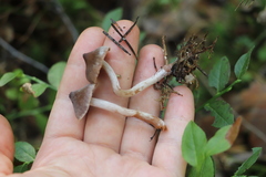 Cortinarius casimirii