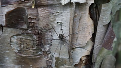 Homolophus