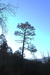 Pinus engelmannii
