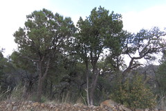 Pinus cembroides bicolor
