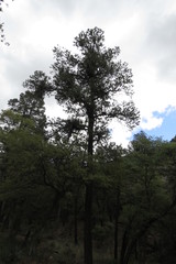 Pinus leiophylla