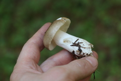 Russula consobrina