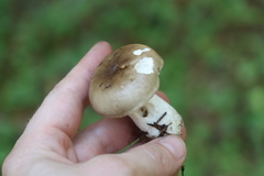 Russula consobrina