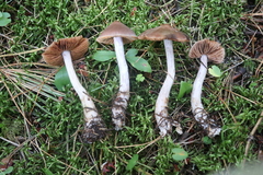 Cortinarius saturninus