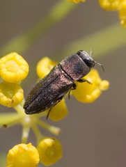 Anthaxia umbellatarum