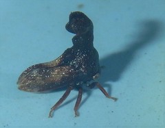 Eutryonia monstrifera