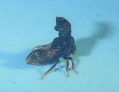 Eutryonia monstrifera