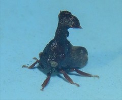 Eutryonia monstrifera