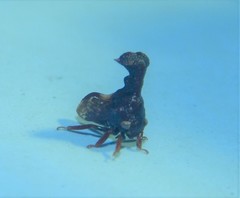 Eutryonia monstrifera