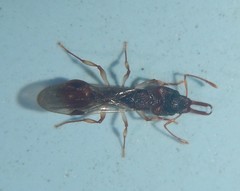 Orectognathus mjobergi