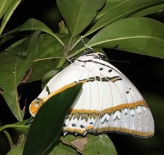 Polyura nepenthes