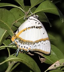 Polyura nepenthes