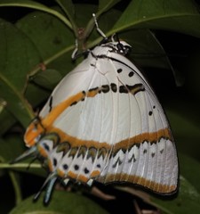 Polyura nepenthes