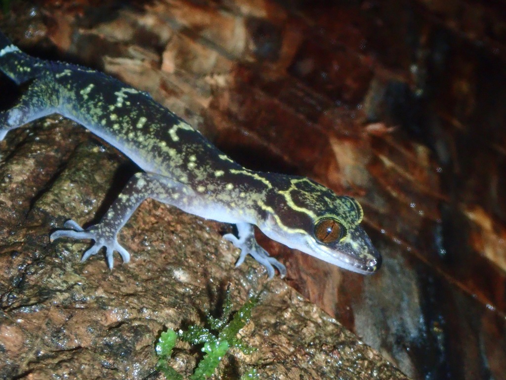Palawan Bent-Toed Gecko